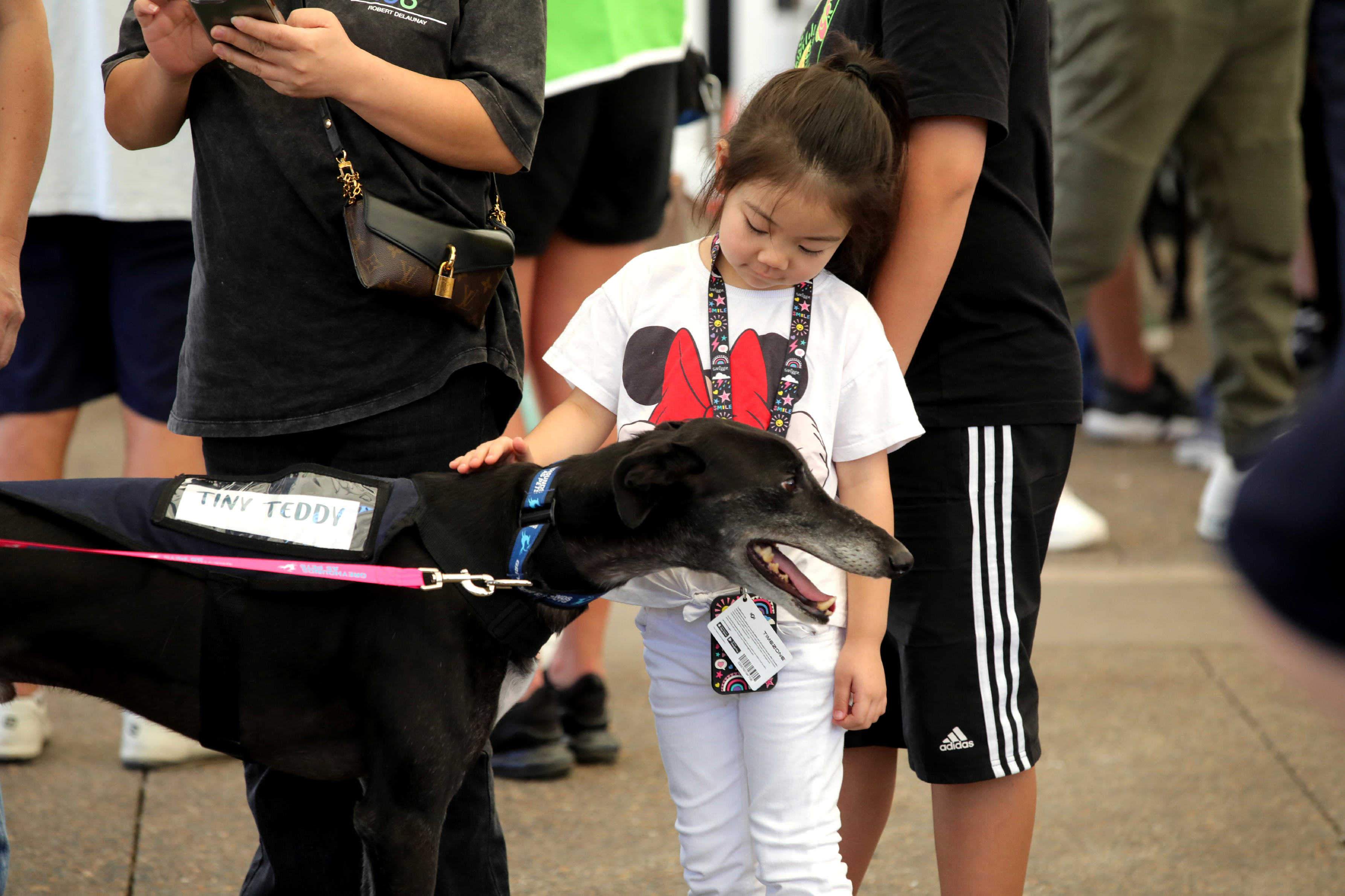 Greyhound Adoption Day