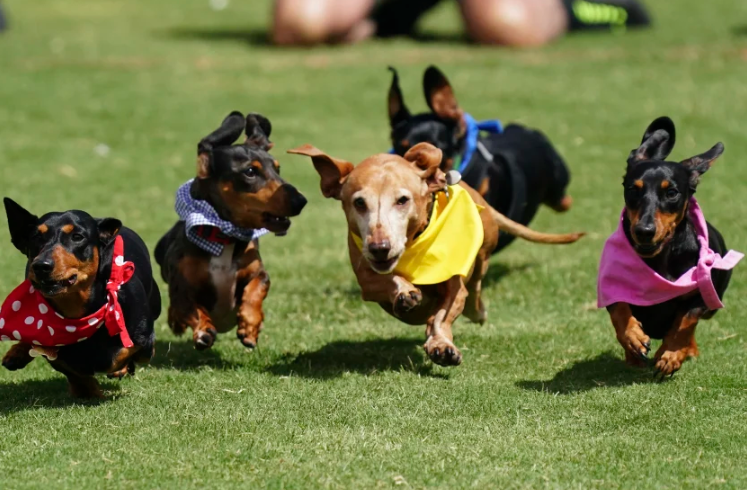 Dogs in the Park &#8211; Dachshund Festival 2025